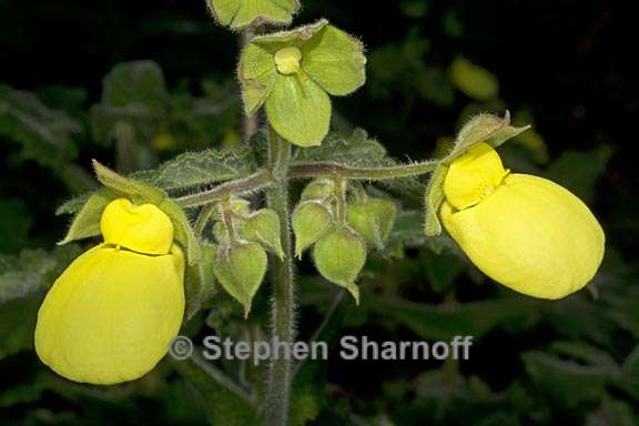 calceolaria tomentosa 3 graphic